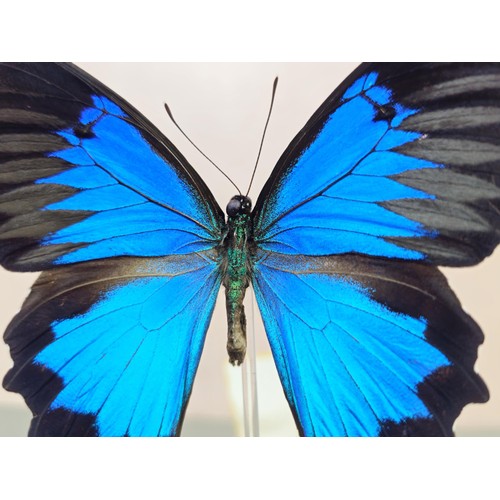 102 - A good quality butterfly specimen in a glass dome in the form of a Ulysses butterfly in striking blu... 