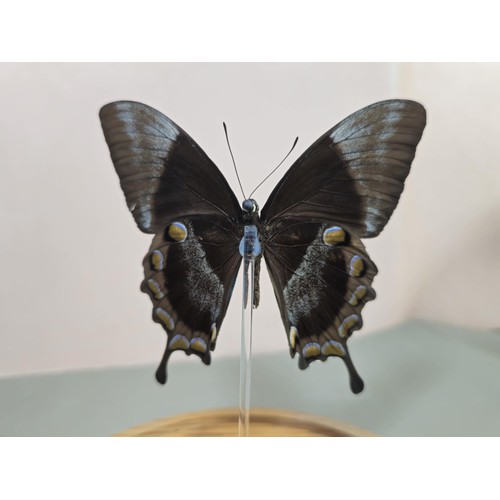 102 - A good quality butterfly specimen in a glass dome in the form of a Ulysses butterfly in striking blu... 
