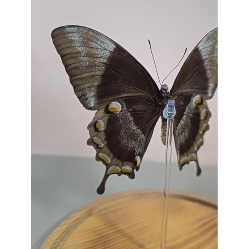 102 - A good quality butterfly specimen in a glass dome in the form of a Ulysses butterfly in striking blu... 