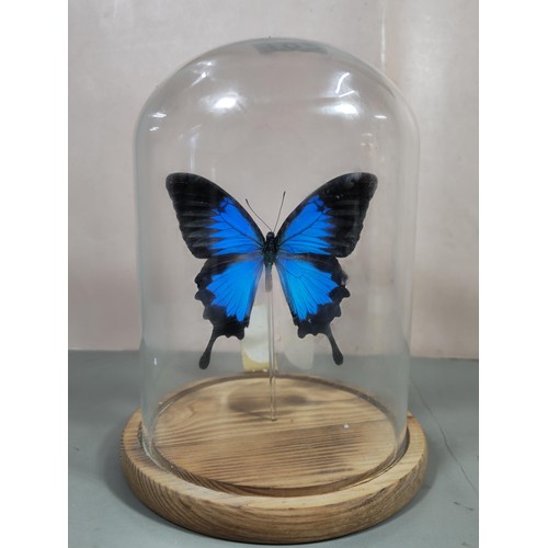 102 - A good quality butterfly specimen in a glass dome in the form of a Ulysses butterfly in striking blu... 