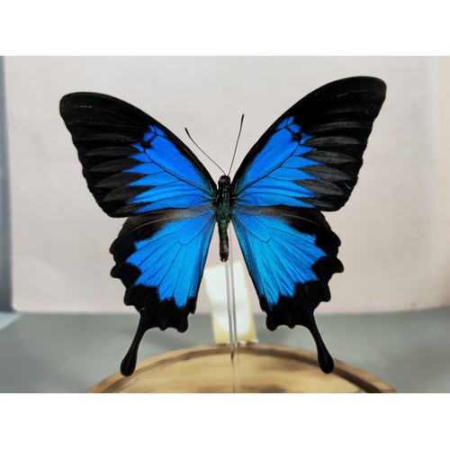 440 - A good quality butterfly specimen in a glass dome in the form of a Ulysses butterfly in striking blu... 