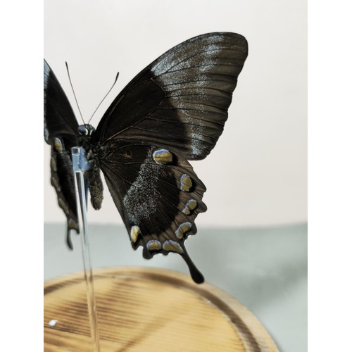 440 - A good quality butterfly specimen in a glass dome in the form of a Ulysses butterfly in striking blu... 