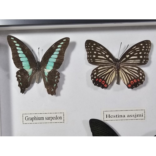 130 - A cased set of 12x taxidermy butterflies, set into a glazed case, all the butterflies have their Lat... 