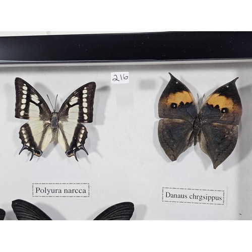 130 - A cased set of 12x taxidermy butterflies, set into a glazed case, all the butterflies have their Lat... 