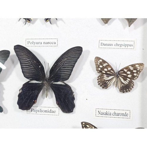 130 - A cased set of 12x taxidermy butterflies, set into a glazed case, all the butterflies have their Lat... 