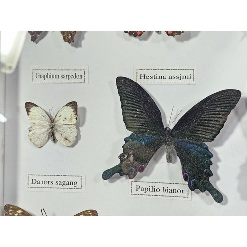 130 - A cased set of 12x taxidermy butterflies, set into a glazed case, all the butterflies have their Lat... 