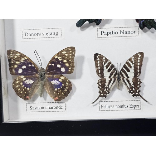 130 - A cased set of 12x taxidermy butterflies, set into a glazed case, all the butterflies have their Lat... 