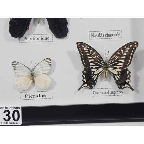 130 - A cased set of 12x taxidermy butterflies, set into a glazed case, all the butterflies have their Lat... 