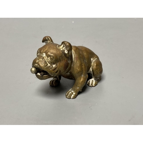 211 - An Austrian bronze bulldog cigar cutter, width 7cm, its mouth concealing the cutter