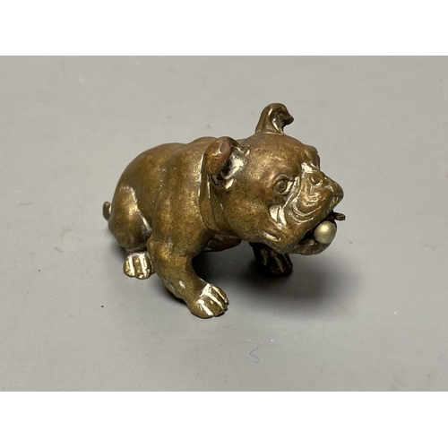 211 - An Austrian bronze bulldog cigar cutter, width 7cm, its mouth concealing the cutter