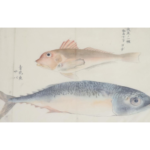 87 - Four 19th century Japanese paintings of fish,including a skate and a wrasp, the fish possibly have w... 