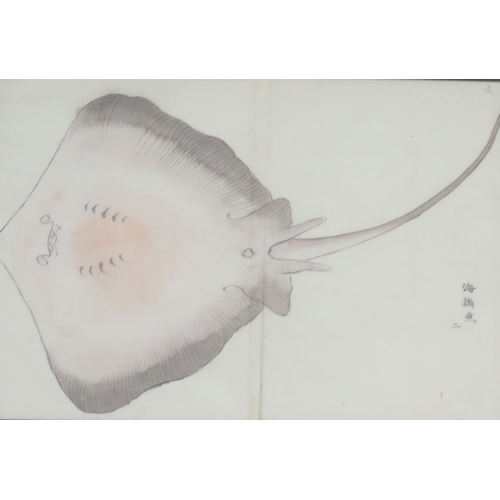 87 - Four 19th century Japanese paintings of fish,including a skate and a wrasp, the fish possibly have w... 