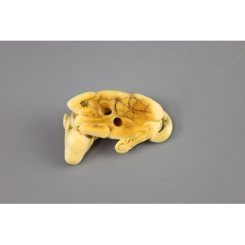 88 - Manner of Tomotada (late 18th - early 19th century), a Japanese ivory netsuke of a recumbent ox,unsi... 