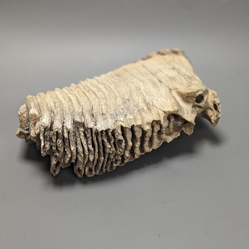 1294 - A large semi fossilised woolly mammoth tooth, 31 cm