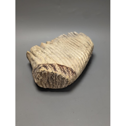 1294 - A large semi fossilised woolly mammoth tooth, 31 cm