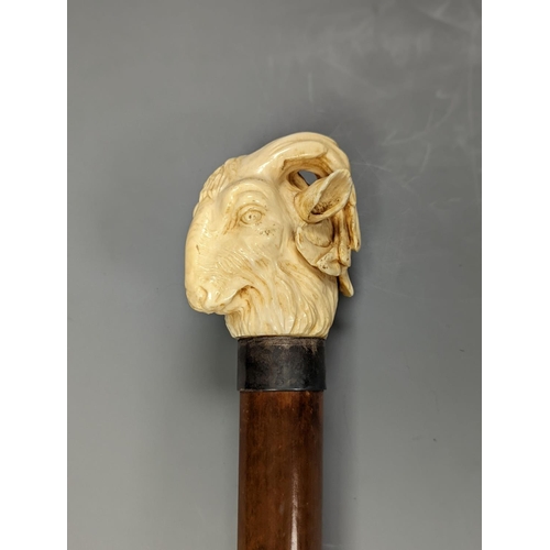 1309 - A late 19th century carved ivory ‘ram's head’ handled walking cane 89cm