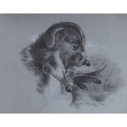 716 - D. Stephens, pencil and chalk, Setter holding a snipe, signed and dated 1909, 38 x 49cm