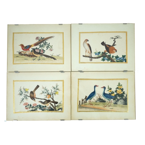 268 - A set of 16 Chinese pith paintings of birds and flowers, mid 19th century, each finely painted with ... 