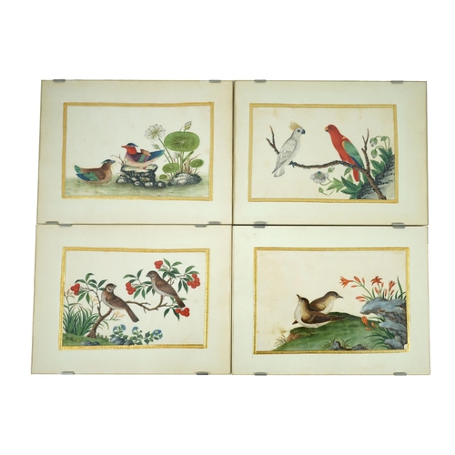 268 - A set of 16 Chinese pith paintings of birds and flowers, mid 19th century, each finely painted with ... 