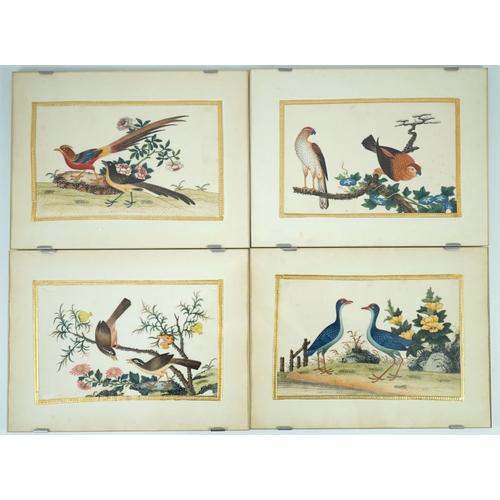 268 - A set of 16 Chinese pith paintings of birds and flowers, mid 19th century, each finely painted with ... 