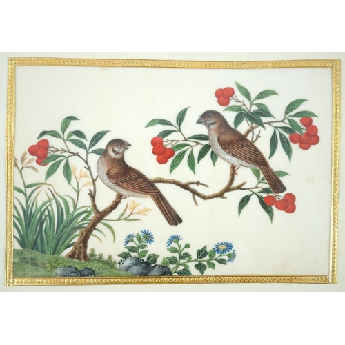 268 - A set of 16 Chinese pith paintings of birds and flowers, mid 19th century, each finely painted with ... 