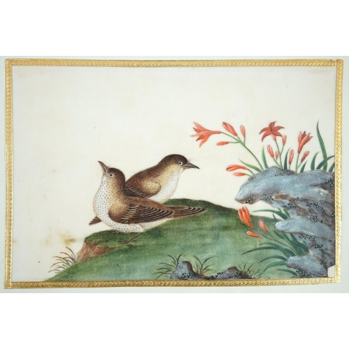 268 - A set of 16 Chinese pith paintings of birds and flowers, mid 19th century, each finely painted with ... 