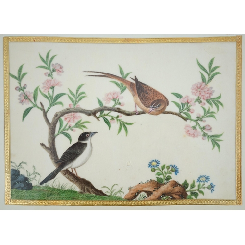 268 - A set of 16 Chinese pith paintings of birds and flowers, mid 19th century, each finely painted with ... 