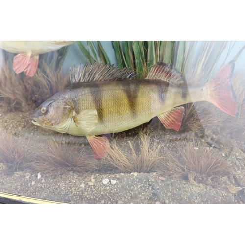 34 - A John Cooper & Sons taxidermic display of two perch, caught by S.F. Maybrick, Warminster, July 14th... 