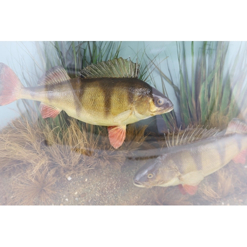 34 - A John Cooper & Sons taxidermic display of two perch, caught by S.F. Maybrick, Warminster, July 14th... 