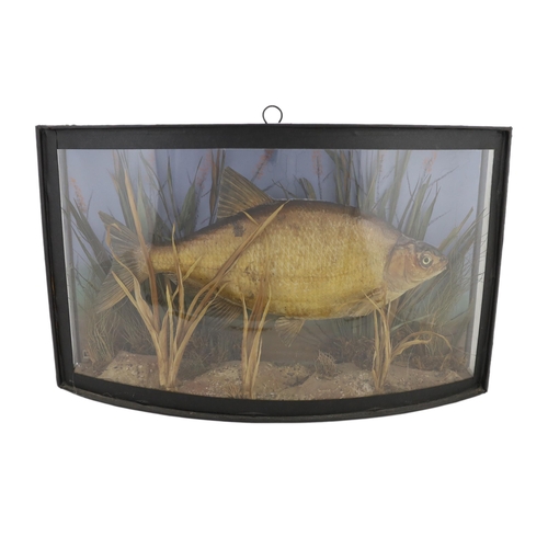 37 - A W.F. Homer taxidermic bream, in bowfront display case, width 61cm, depth 16cm, height 37cm