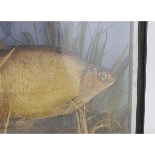 37 - A W.F. Homer taxidermic bream, in bowfront display case, width 61cm, depth 16cm, height 37cm