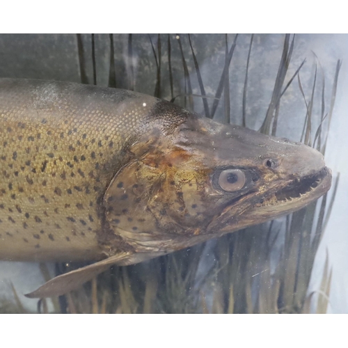 38 - A late Victorian S.F. Sanders taxidermic Thames trout, taken at Boveney Weir, 7th June 1891, weight ... 