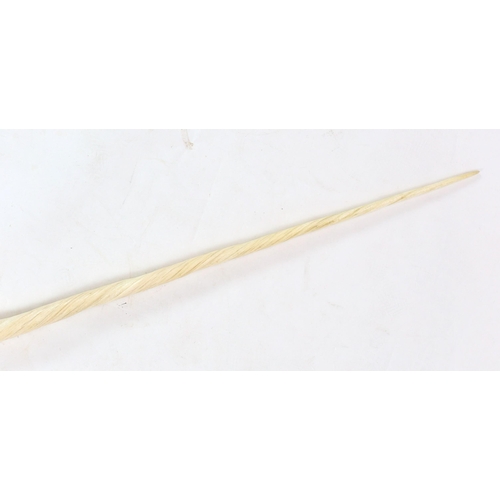 39 - A large unworked Narwhal tusk, c.1970, with CITES certificate 616984/01 permit for sale issued by AP... 