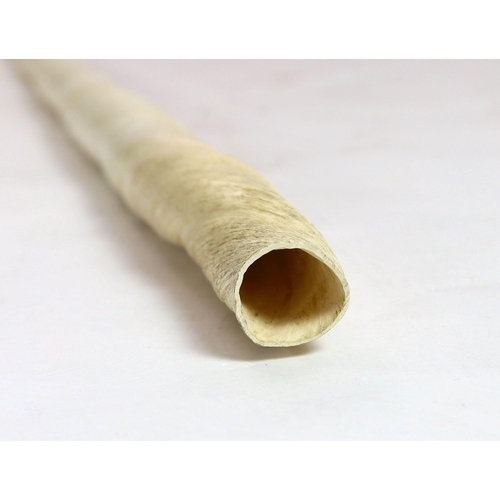 39 - A large unworked Narwhal tusk, c.1970, with CITES certificate 616984/01 permit for sale issued by AP... 