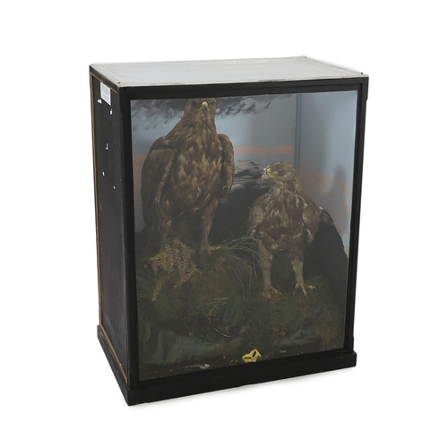 40 - A cased taxidermic pair of golden eagles, in naturalistic setting, ex Walter Potter, Bramber. From t... 