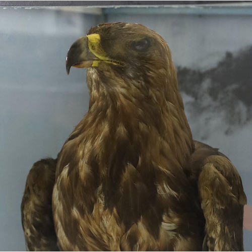 40 - A cased taxidermic pair of golden eagles, in naturalistic setting, ex Walter Potter, Bramber. From t... 