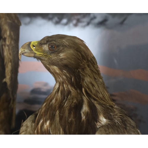 40 - A cased taxidermic pair of golden eagles, in naturalistic setting, ex Walter Potter, Bramber. From t... 