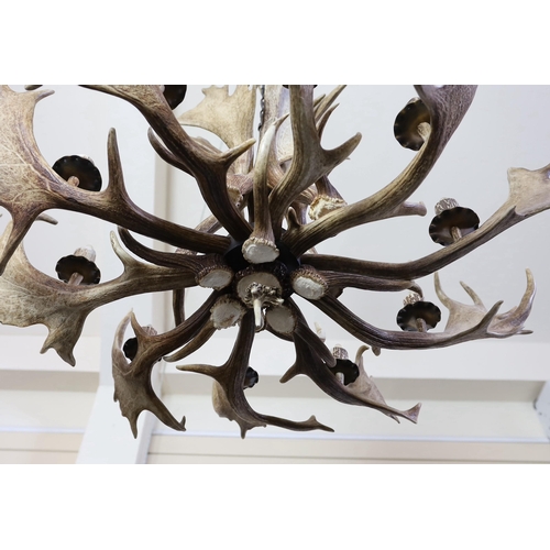 59 - A moose antler ten branch electrolier, 70cm drop, 110cm diameter