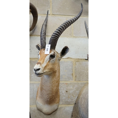 18 - A large mounted taxidermy antelope mask, approximately 102 cm high