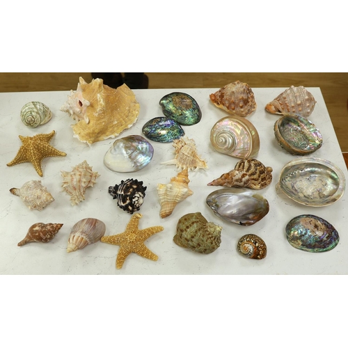 1360 - A collection of assorted seashells and two star fish,