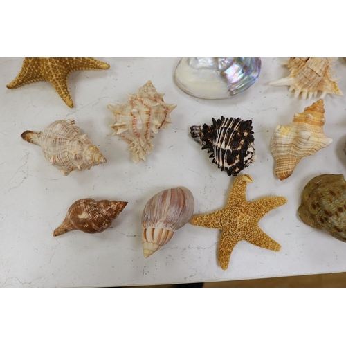 1360 - A collection of assorted seashells and two star fish,