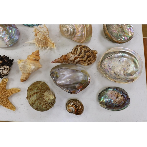 1360 - A collection of assorted seashells and two star fish,