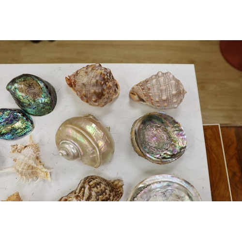 1360 - A collection of assorted seashells and two star fish,