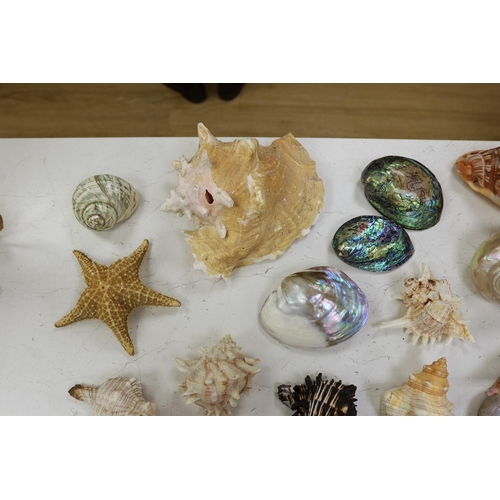 1360 - A collection of assorted seashells and two star fish,