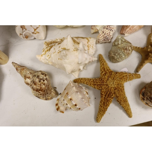 1380 - A collection of sea shells, dried starfish, puffer fish etc.