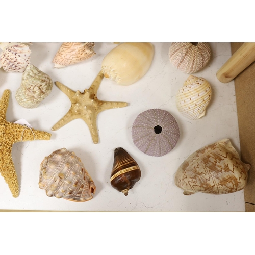 1380 - A collection of sea shells, dried starfish, puffer fish etc.