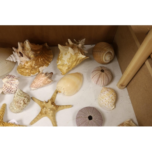 1380 - A collection of sea shells, dried starfish, puffer fish etc.