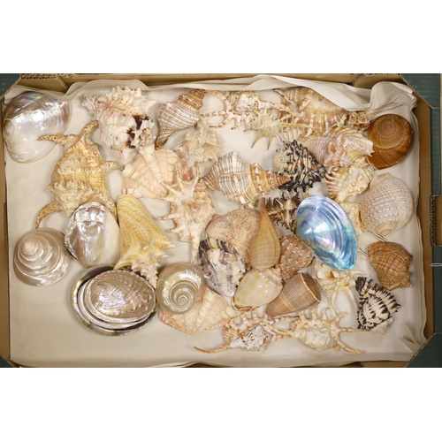 1434 - A large collection of assorted seashells, conches, clams, starfish etc. (2 boxes)