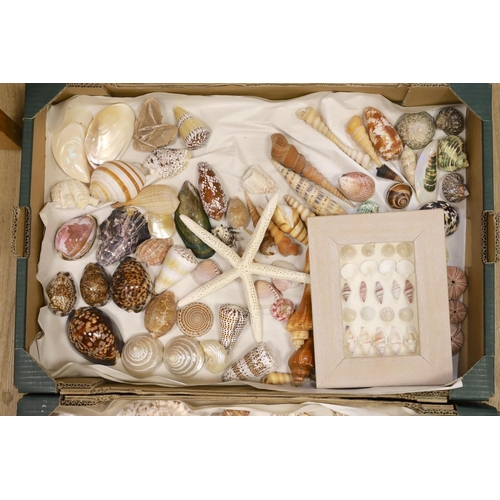 1434 - A large collection of assorted seashells, conches, clams, starfish etc. (2 boxes)