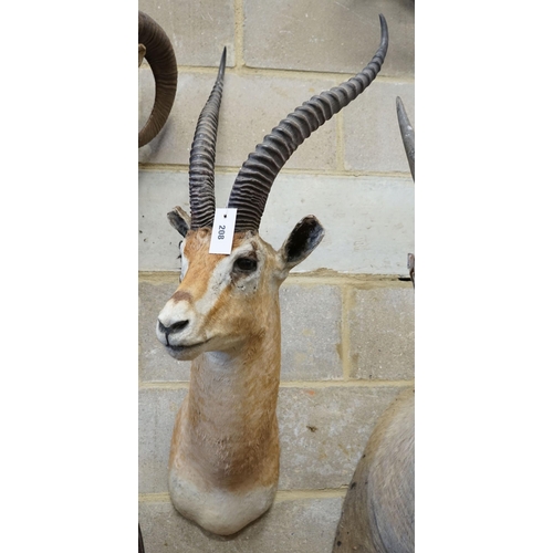 14 - A large mounted taxidermy antelope mask, approximately 102cm high